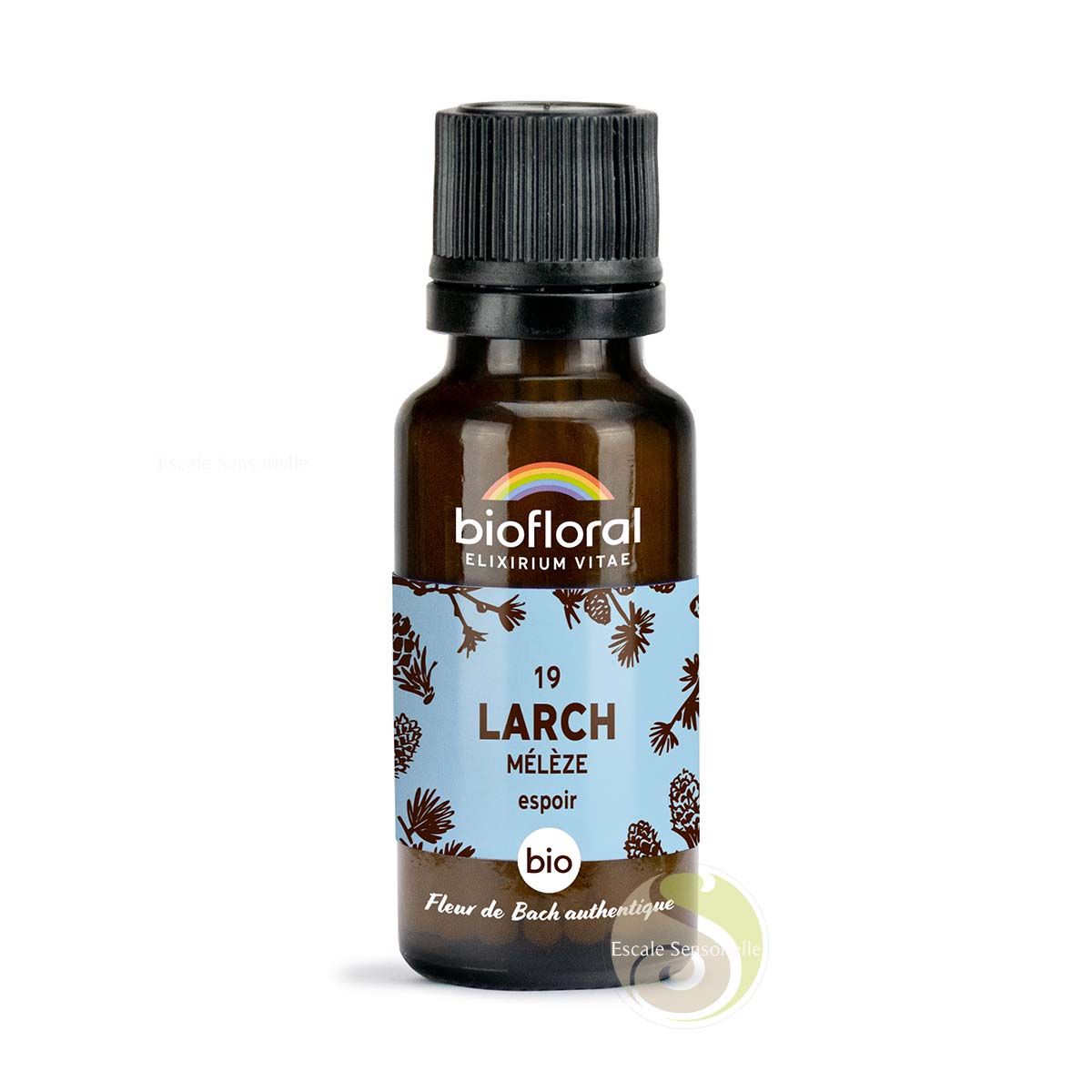 Mélèze larch fleur de Bach N°19 confiance en soi, intuition, décision et action