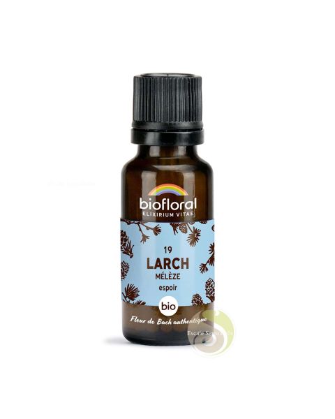 Mélèze larch fleur de Bach N°19 confiance en soi, intuition, décision et action