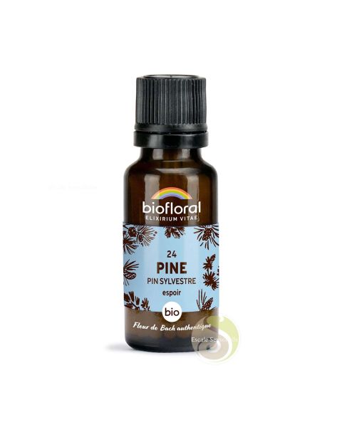 Pin sylvestre, pine fleur de Bach N° 24 sans alcool bio pour aider à l'acceptation de soi