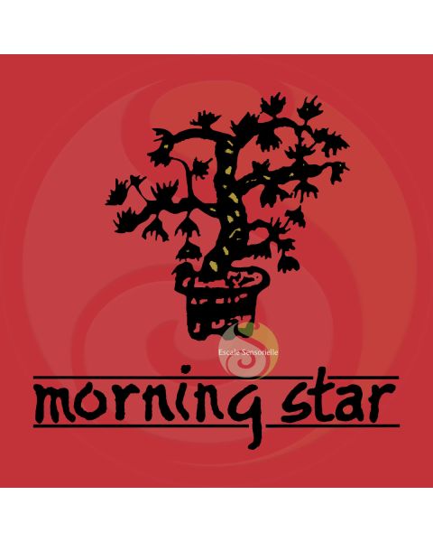 Encens bois de santal Morning star 