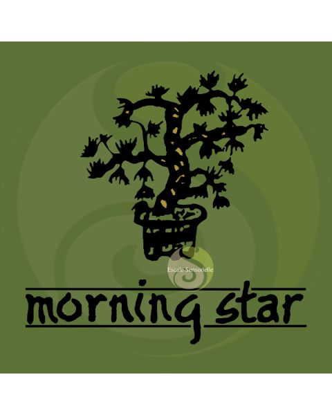 Encens thé vert Morning star