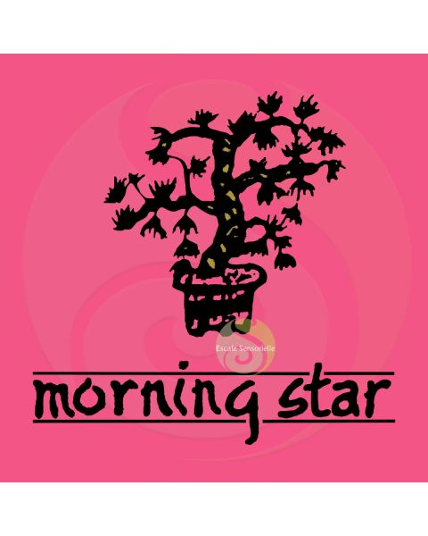 Encens lotus Morning star 