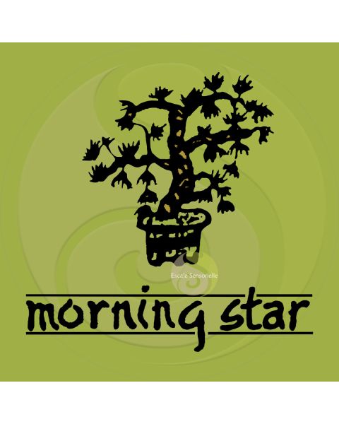 Encens pin Morning star 