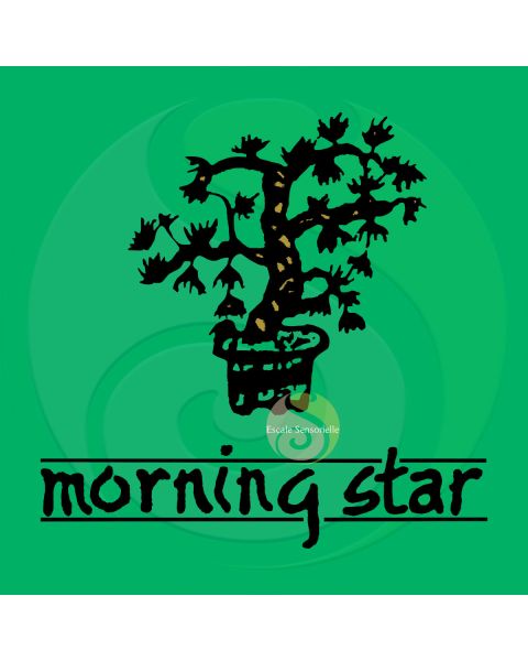 Encens sauge Morning star 