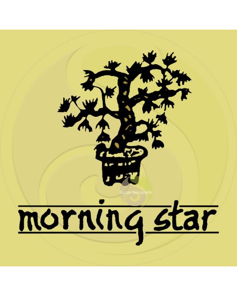 Encens vanille Morning star 